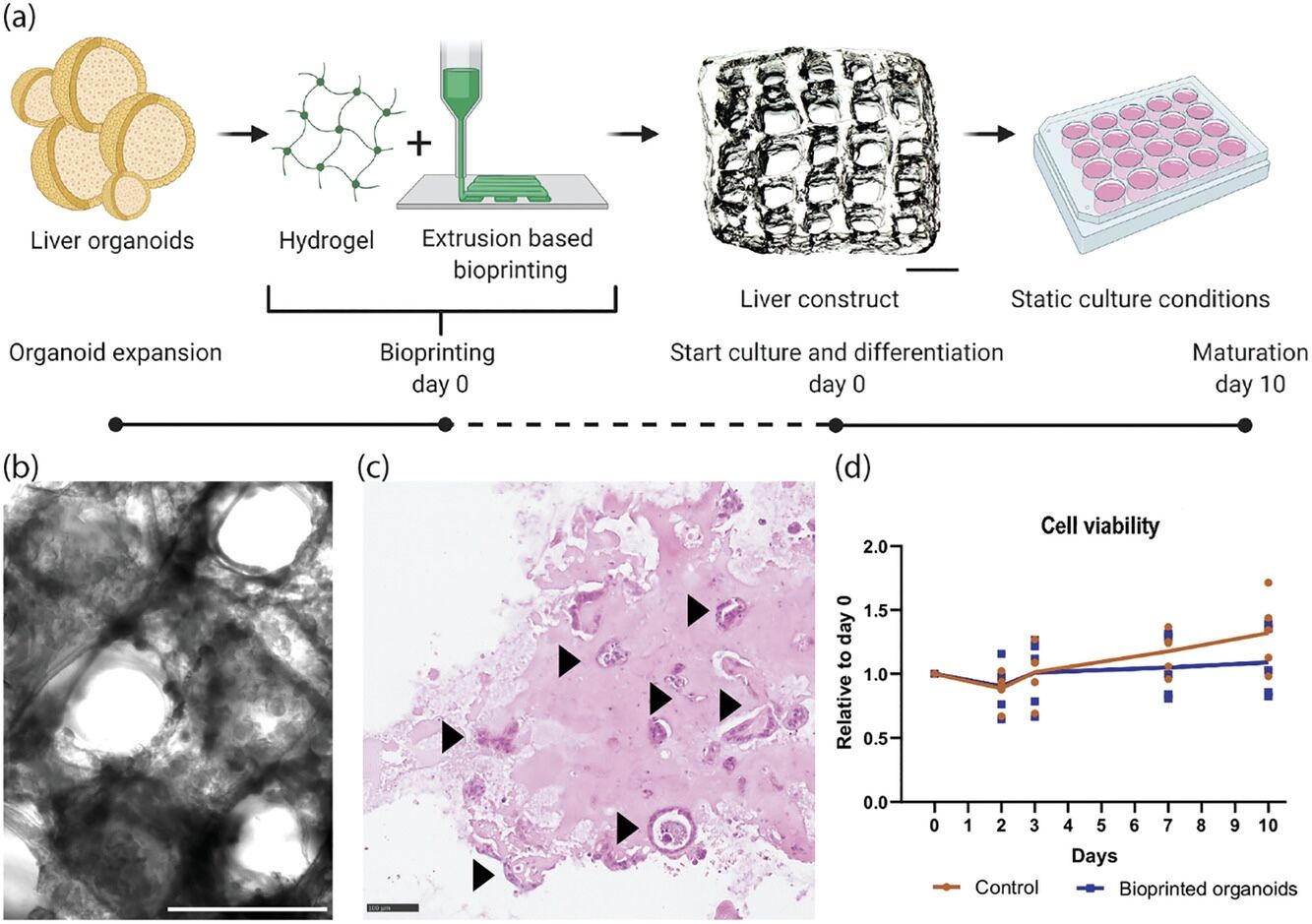ارگانوئیدهای کبدی 